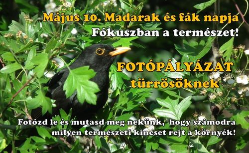 madarak és fák